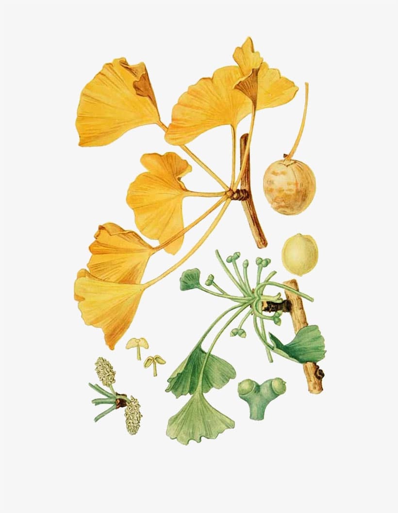 We are all Surrounded by Ghosts: Or, Why We Should Feel Sorry For The Ginkgo Tree. presentation image